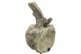 Sauropod (Camarasaurus) Caudal Vertebra - Absolutely Massive #209202-1